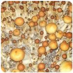 Псилоцибиновые (галлюциногенные)  грибы Psilocybin "Golden Teacher" в Междуреченске